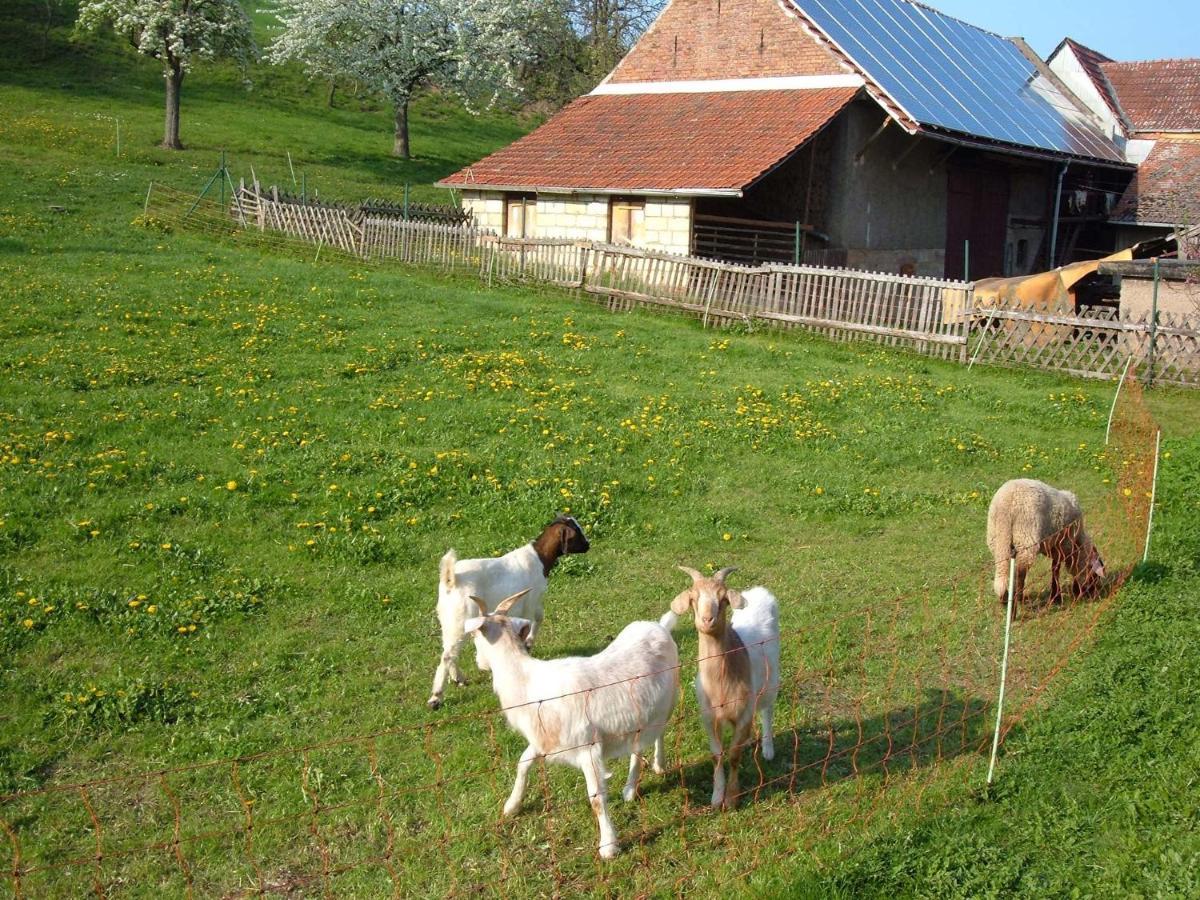 Ferienwohnungen "Allerleigruen" Langenroda Exterior foto
